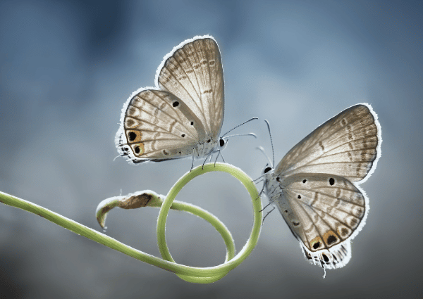 twin white butterflies on a green vine stalk