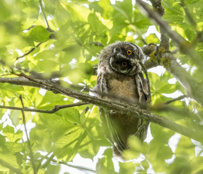 owl on a branch surrounded by green leaves tilting its head